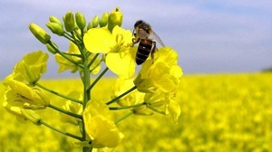 Як не допустити масового отруєння бджіл пестицидами(для озайомлення) Як не допустити масового отруєння бджіл пестицидами(для озайомлення)