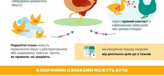 Грип птиці: шляхи передачі, клінічні ознаки та алгоритм дій при виявлені, превентивні заходи Грип птиці: шляхи передачі, клінічні ознаки та алгоритм дій при виявлені, превентивні заходи