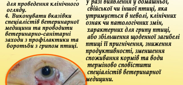 Грип птиці: шляхи передачі, клінічні ознаки та алгоритм дій при виявлені, превентивні заходи Грип птиці: шляхи передачі, клінічні ознаки та алгоритм дій при виявлені, превентивні заходи