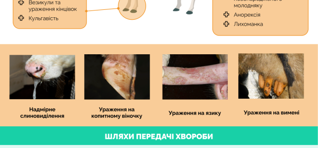 Ящур: профілактика та безпечний контакт із тваринами